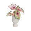 50079 2 obal vibes fold coupe 14 cm bila