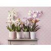 50088 obal vibes fold orchid high 12 5 cm cira