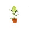 Gardners.cz Ficus elastica Tineke 3