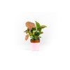 Gardners.cz Syngonium Pink