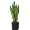 56341 sansevieria zeylanica v obalu rough hydroponie prumer 25 cm