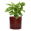 56377 monstera obliqua v obalu cylinder hydroponie prumer 30 cm