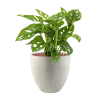 56386 monstera obliqua v obalu grigio hydroponie prumer 32 cm