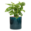 56404 monstera obliqua v obalu cylinder hydroponie prumer 30 cm
