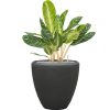 56905 aglaonema key lime v obalu baq polystone plain substrat vulkastrat prumer 40 cm
