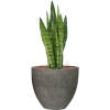 57193 sansevieria zeylanica v obalu cement hydroponie prumer 34 cm