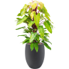 57769 philodendron painted lady v obalu grigio hydroponie prumer 40 cm