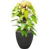 57772 philodendron painted lady v obalu baq polystone plain hydroponie prumer 50 cm