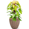 57775 philodendron painted lady v obalu baq polystone rough hydroponie prumer 50 cm