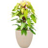 57790 philodendron painted lady v obalu baq polystone plain hydroponie prumer 50 cm