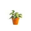 Begonia leaf Double Dot, průměr 12 cm