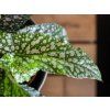 Begonia leaf Double Dot, průměr 12 cm  Begónie, andělská křídla