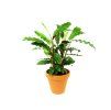 Calathea rufibarba, průměr 12 cm  Kalatea