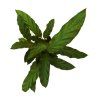Calathea rufibarba, průměr 12 cm  Kalatea
