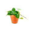 Philodendron scandens, průměr 12 cm  Filodendron