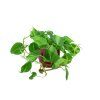 Philodendron scandens, průměr 12 cm  Filodendron