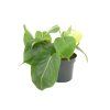 Philodendron scandens, průměr 12 cm  Filodendron