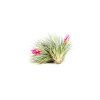 6620 1 tillandsia cotton candy stricta