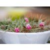 6620 1 tillandsia cotton candy stricta