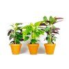 Calathea Mix, průměr 12 cm  Kalatea