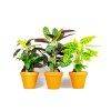 Calathea Mix, průměr 12 cm  Kalatea