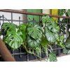 Monstera deliciosa, průměr 21 cm  Monstera skvostná