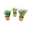 Sansevieria Hahnii mix, průměr 6 cm  Sanseveria, Tchýnin jazyk, Tenura