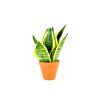 Sansevieria Hahnii mix, průměr 6 cm  Sanseveria, Tchýnin jazyk, Tenura