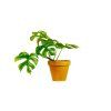 Monstera minima, průměr 12-13 cm  Monstera