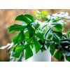 Monstera minima, průměr 12-13 cm  Monstera