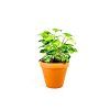 78 2 syngonium podophyllum pixie prumer 12 cm