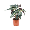 Alocasia Polly, průměr 17 cm  Alokásie,  Alokázie