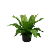 Asplenium nidus, průměr 37 cm  Sleziník, Sleziník hnízdnatý, ptačí hnízdo