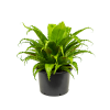Asplenium antiquum Osaka, průměr 37 cm  Sleziník, Sleziník hnízdnatý, ptačí hnízdo
