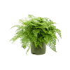 Asplenium dimorphum Parvati, průměr 27 cm  Sleziník, Sleziník hnízdnatý, ptačí hnízdo