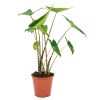 Alocasia Zebrina, průměr 19 cm  Alokásie,  Alokázie
