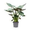 Alocasia Wentii, průměr 32 cm  Alokásie,  Alokázie