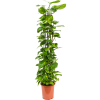 83112 epipremnum aureum prumer 27 cm