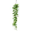83124 epipremnum aureum zaves prumer 25 cm