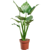 83286 alocasia cucullata prumer 24 cm