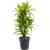 83589 dracaena fragrans lemon lime prumer 27 cm