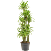 83619 dracaena fragrans lemon lime prumer 38 cm