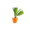 Cycas revoluta, průměr 12 cm  Cykas japonský