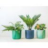 Cycas revoluta, průměr 12 cm  Cykas japonský