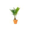 Cycas revoluta, průměr 12 cm  Cykas japonský