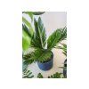 Cycas revoluta, průměr 12 cm  Cykas japonský