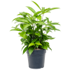 84134 dracaena surculosa prumer 17 cm