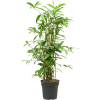 84152 dracaena surculosa prumer 24 cm
