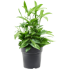 84182 dracaena surculosa prumer 19 cm
