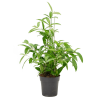 84185 dracaena surculosa prumer 21 cm